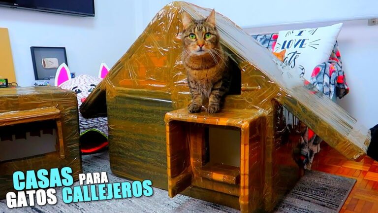 Construye una caseta para gatos callejeros: guía paso a paso