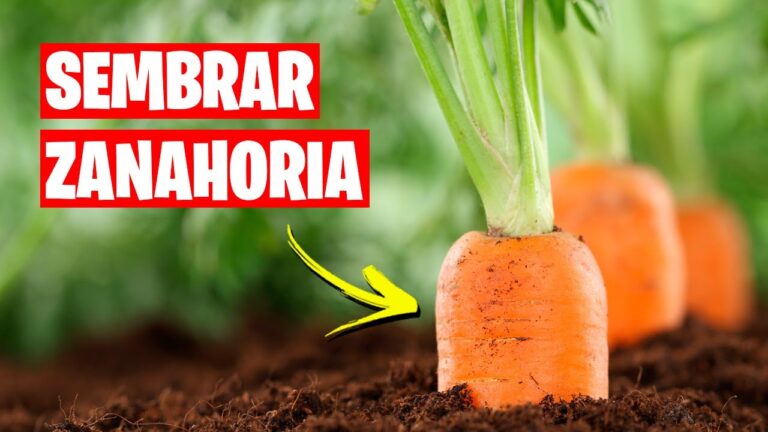 Descubre las mejores recomendaciones para el cultivo de zanahorias y obtén una cosecha abundante